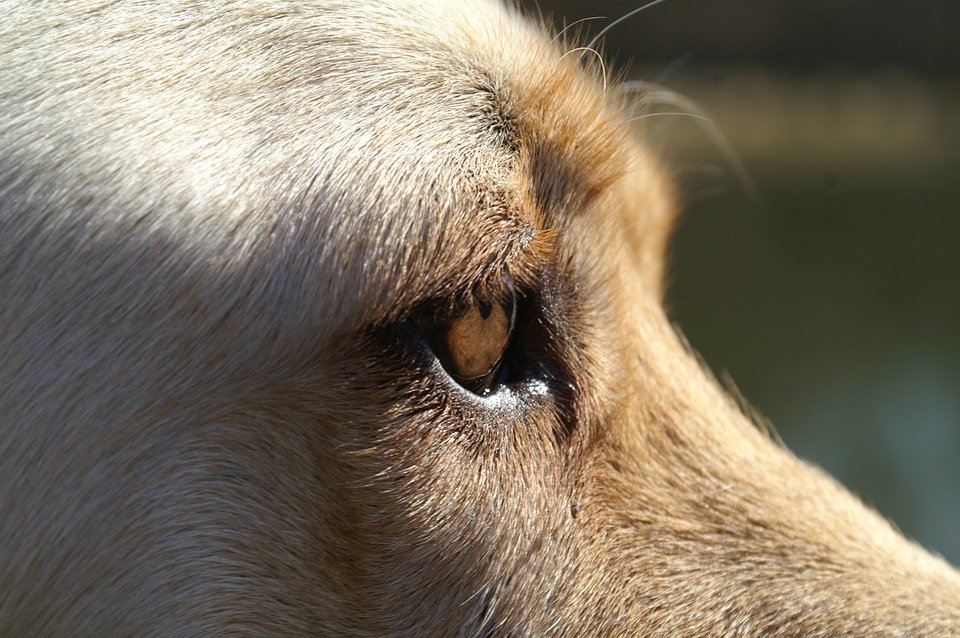 Ensuring your Dog’s Eyes are Healthy as they Get Older