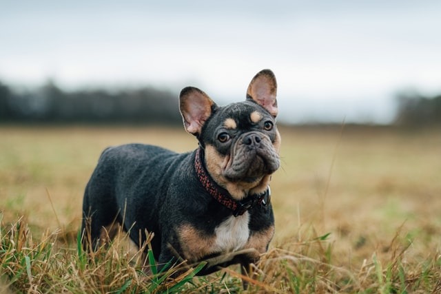 Why Is The French Bulldog Breed So Popular Right Now? Find Out Here