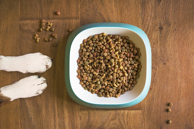 Why High-Quality Dry Food Is Vital for Your Pet