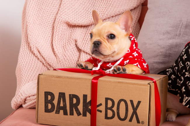 6 Great Gifts That Your Dog Will Love