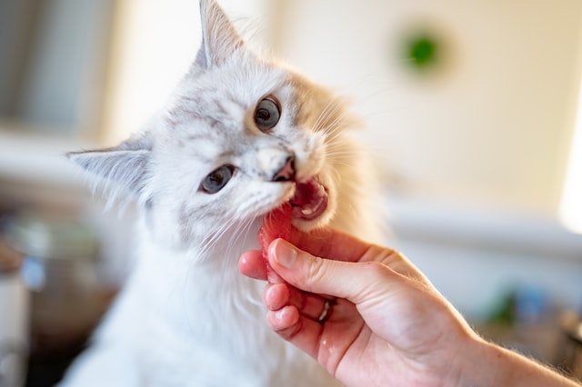 How Antioxidants Are Good for Your Cats