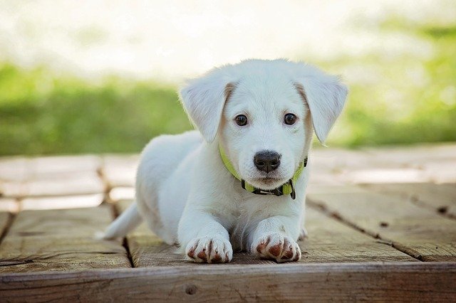 6 Important Tips on what to Expect If Adopting The Trained Puppy