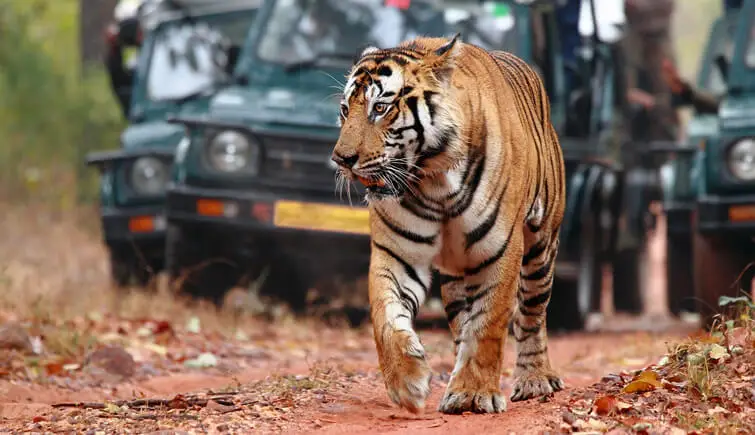 TEN UNMISSABLE SPOTS IN THE WORLD FOR TIGER SAFARIS