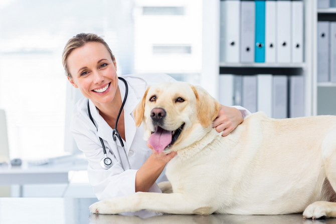 Things You Should Know Before Becoming A Veterinarian