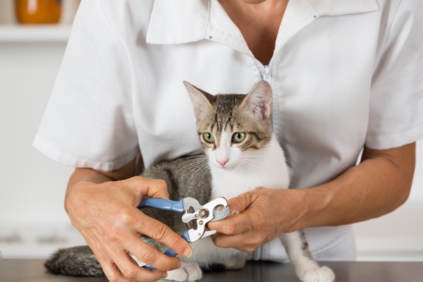 How To Prepare Your Cats For Their First Grooming Appointment 