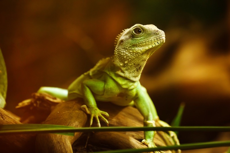 Are Chinese Water Dragons Friendly? 