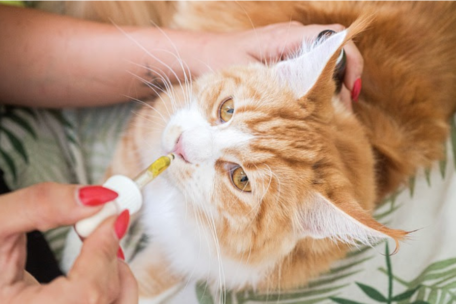 CBD for Pets: How it Works and What are the Benefits?