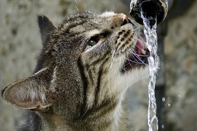 How to Get a Cat to Drink More Water?