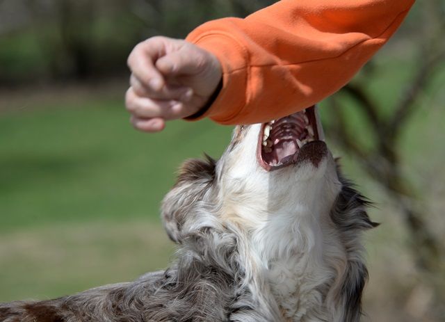 Texas Dog Bite Laws: Compensation And Other Details