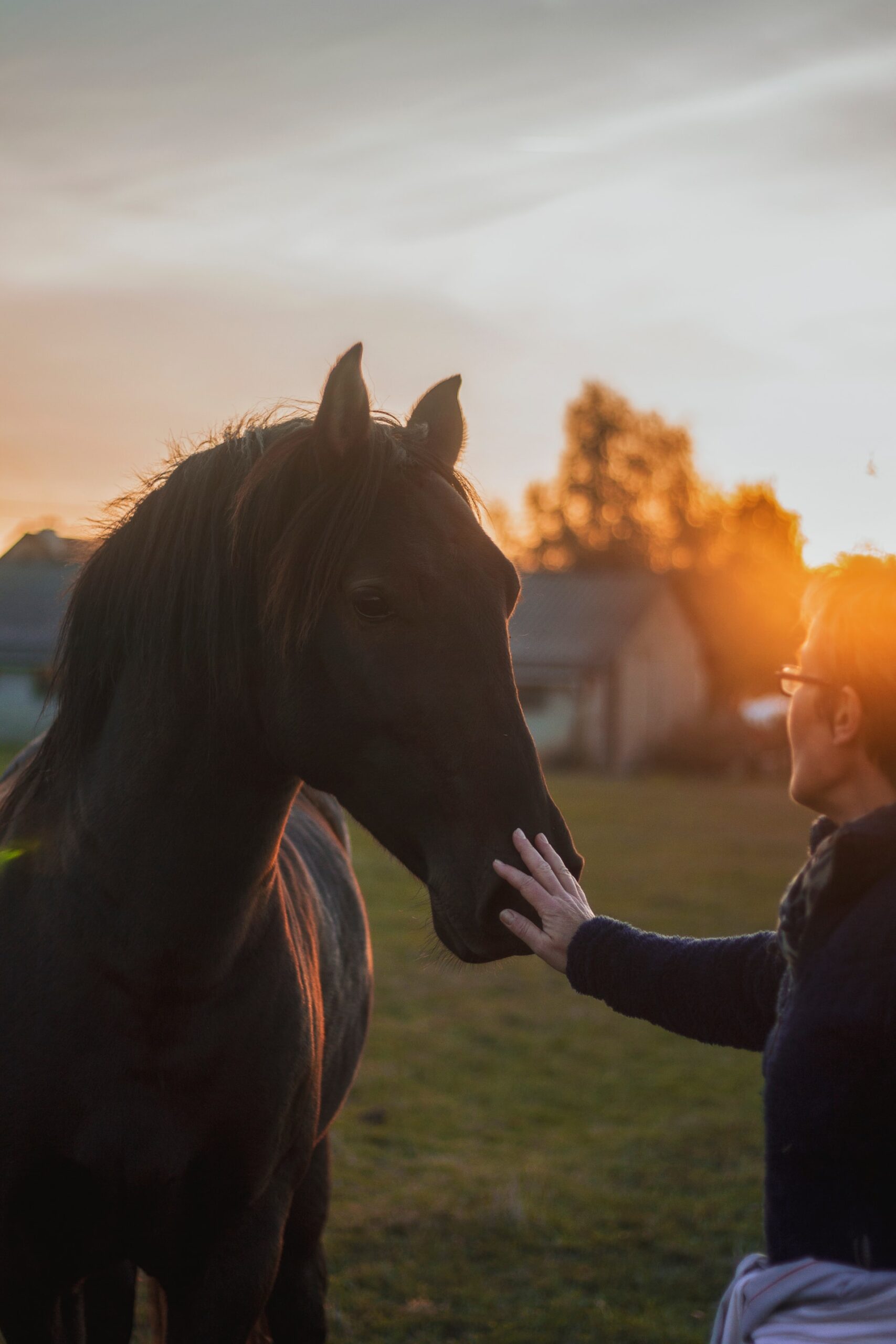 Top 10 Tips for Breaking In Your New Horse