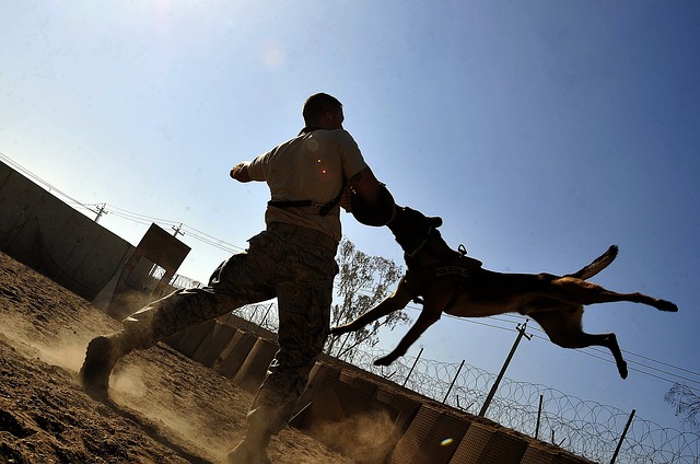 Phoenix Dog Behaviorist: How to Find and Choose the Right One