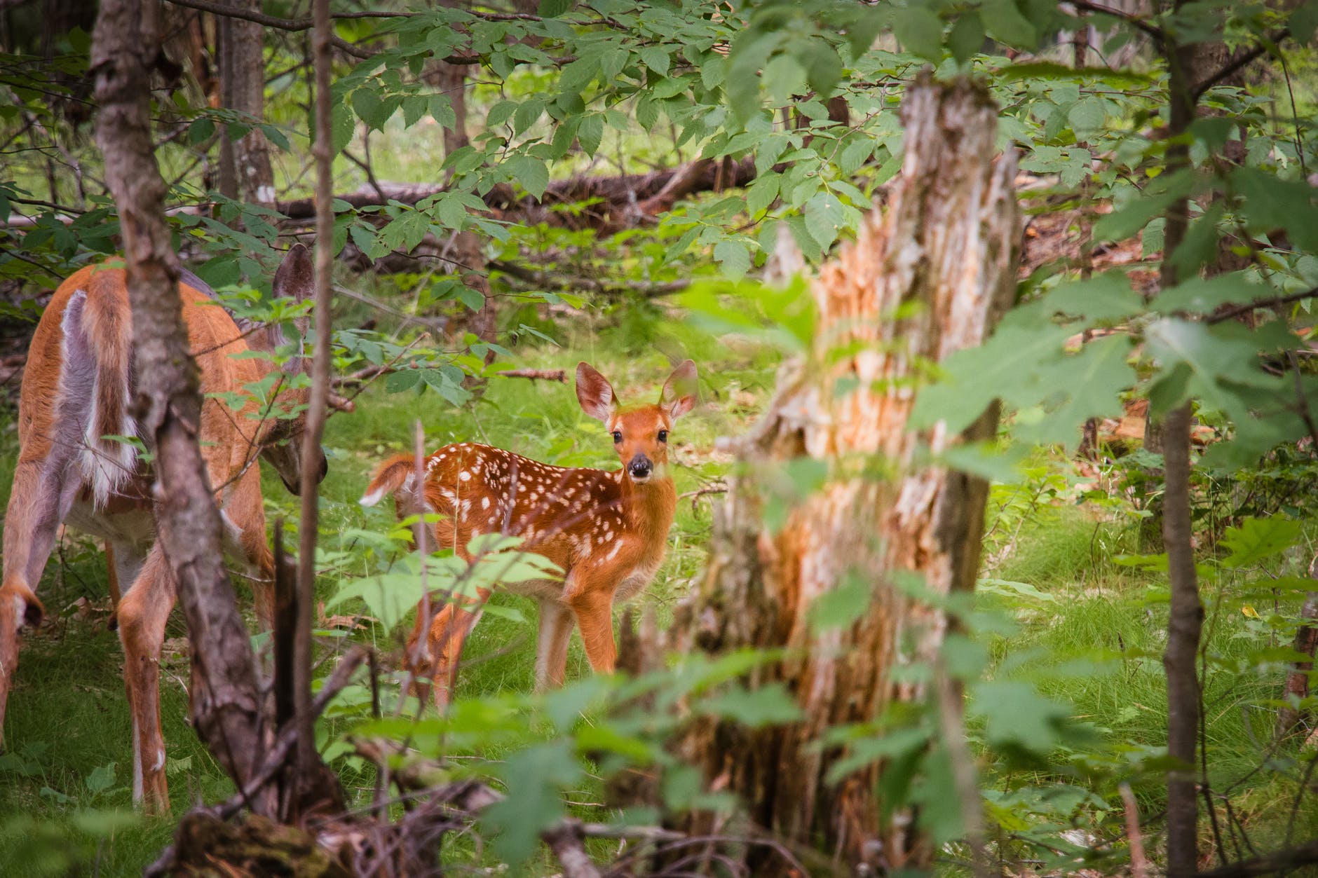 How To Prevent Wild Animals From Entering Your House