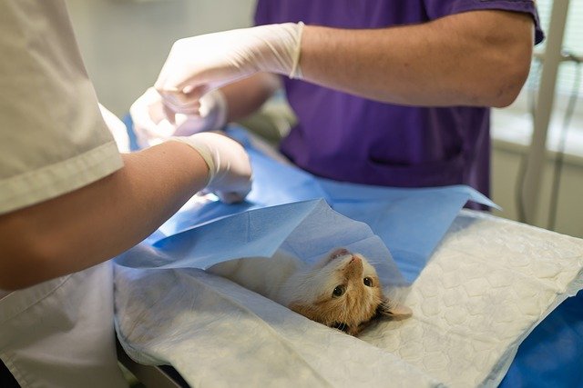 Do You Own A Veterinary Practice? Here’s Some Important Advice