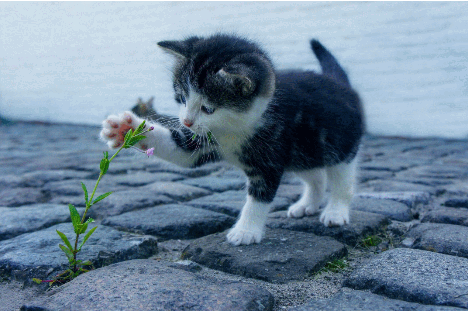 Pet Photography: Tips And Tricks To Make Pictures Look Better