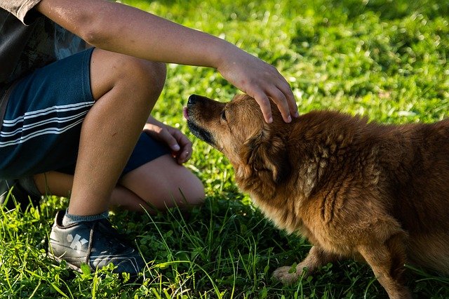 Dog Ownership Grew During Lockdown, is This Truly a Good Thing?   