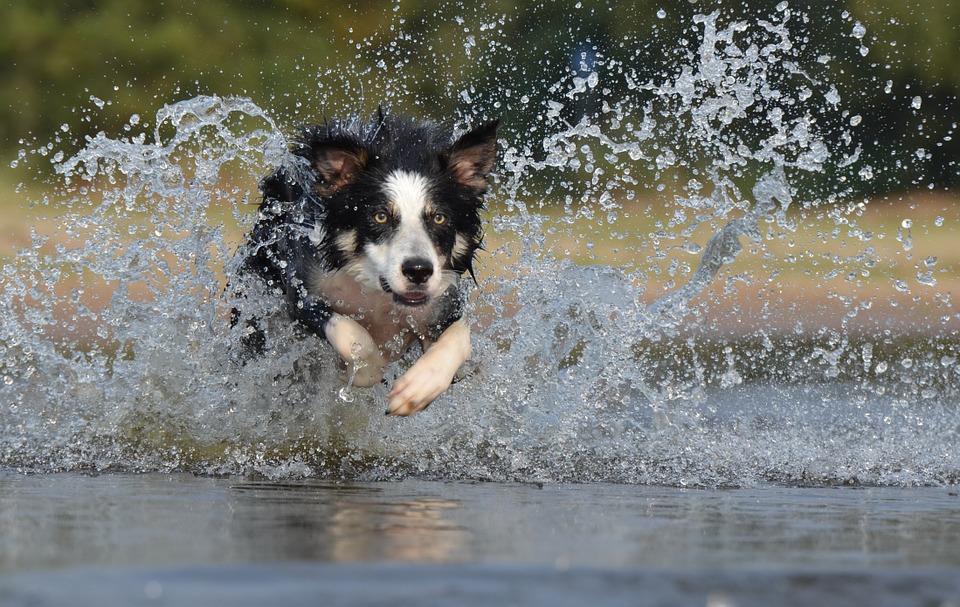 Giving Your Border Collie The Fur-Ever Care It Needs With These Essential Tips