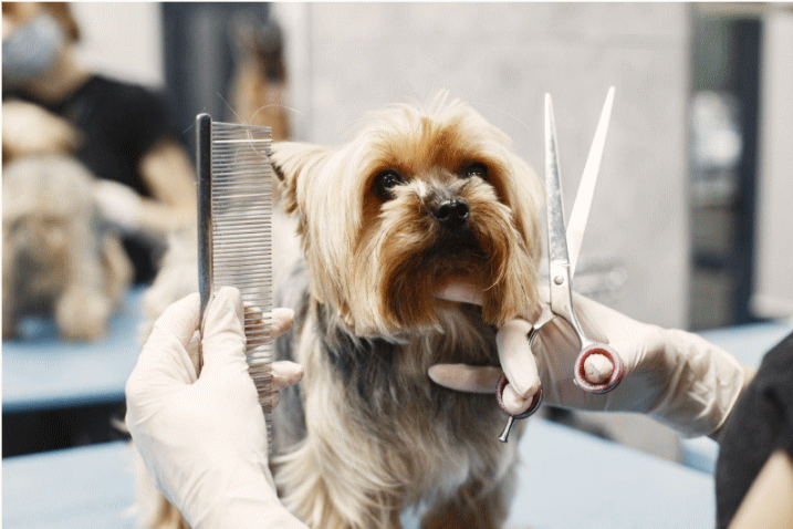 4 Easily Steps to Trim Your Pups Nails at Home