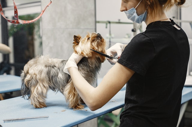 Why It’s Important To Properly Groom Your Dog