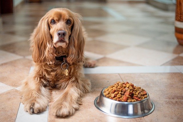 Where to Buy Pets Food Online – Few Guidelines?