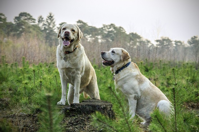 What is Involved in Labrador Puppy Training?