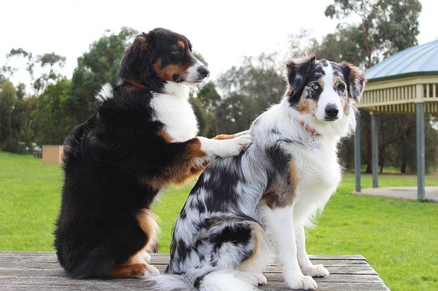 The Amazing Work of Therapy Dogs