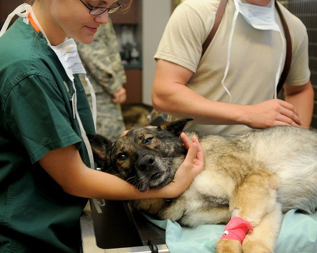 How to Prepare, Apply, and Get into Vet School