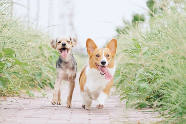 Pet Health – 7 Tips for a Happy and Healthy Dog