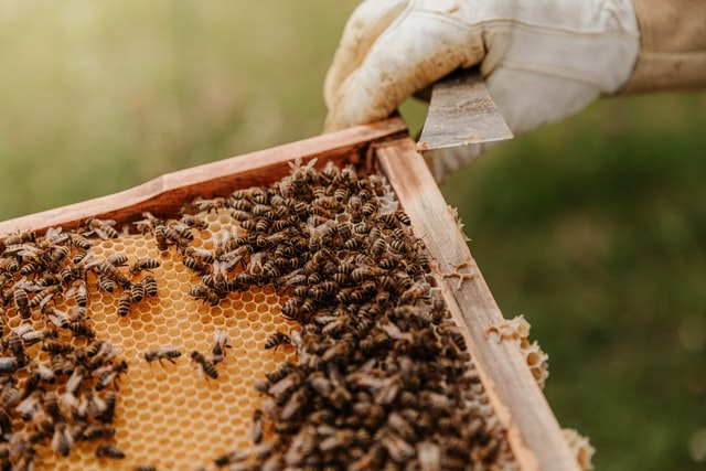 Reasons Why You Might Want Bees in Your Garden