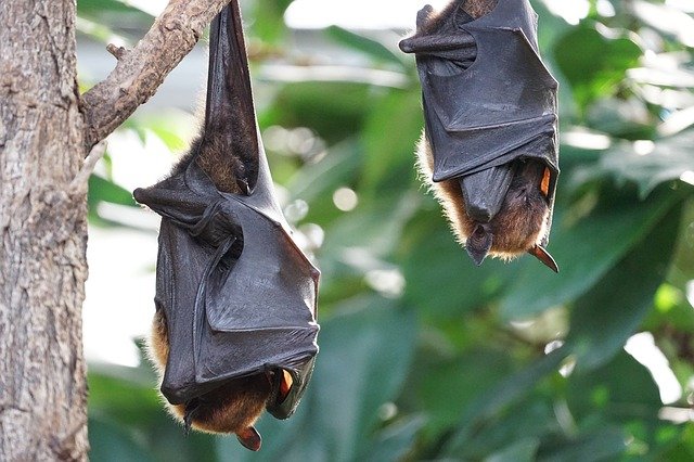 How to Avoid Bats Near Your House?