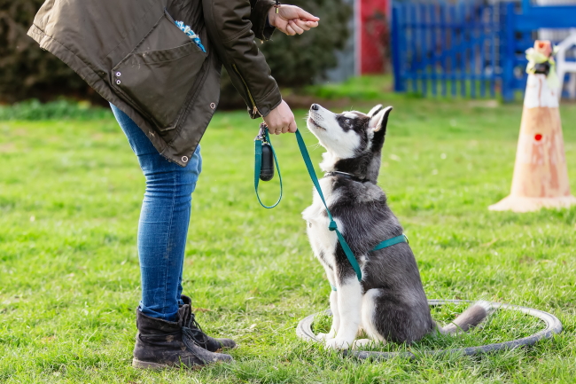 How To Train Your Dog Not To Bite Strangers?