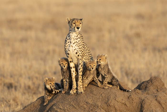 8 Wild Animals With Strong Parental Bonds