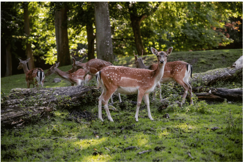 Fascinating Facts You Want To Know About Deer Pregnancy!