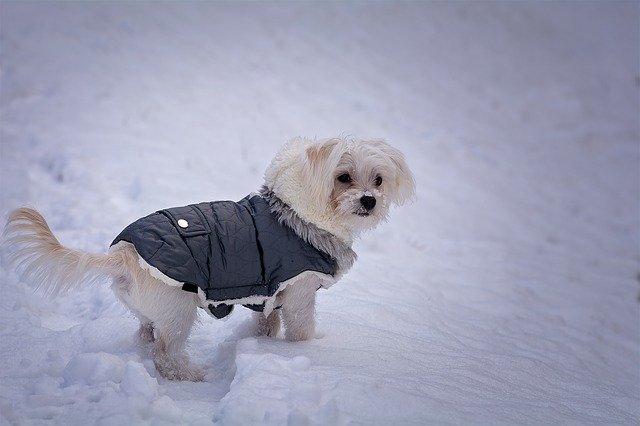 Winter-Proofing Your Dog for a Great Outdoor Experience