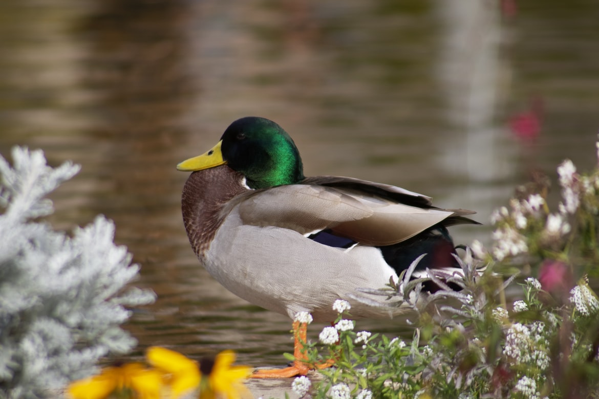 How To Properly Take Care Of A Pet Duck