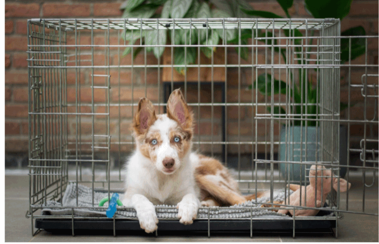 Crate Training: Things to Consider Before Buying a Modern Custom Dog Crate for Your Pet