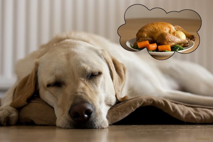 Is Turkey A Fat Meat For Dogs Nutrition?