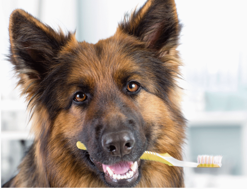 6 Dental Care Essentials Every Pet Owner Should Know