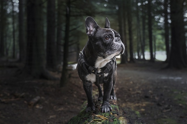 Could the French Bulldog for sale become America’s favorite purebred dog?