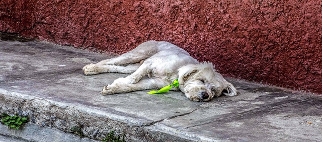 Can Dogs Eat Limes? Is It Safe?