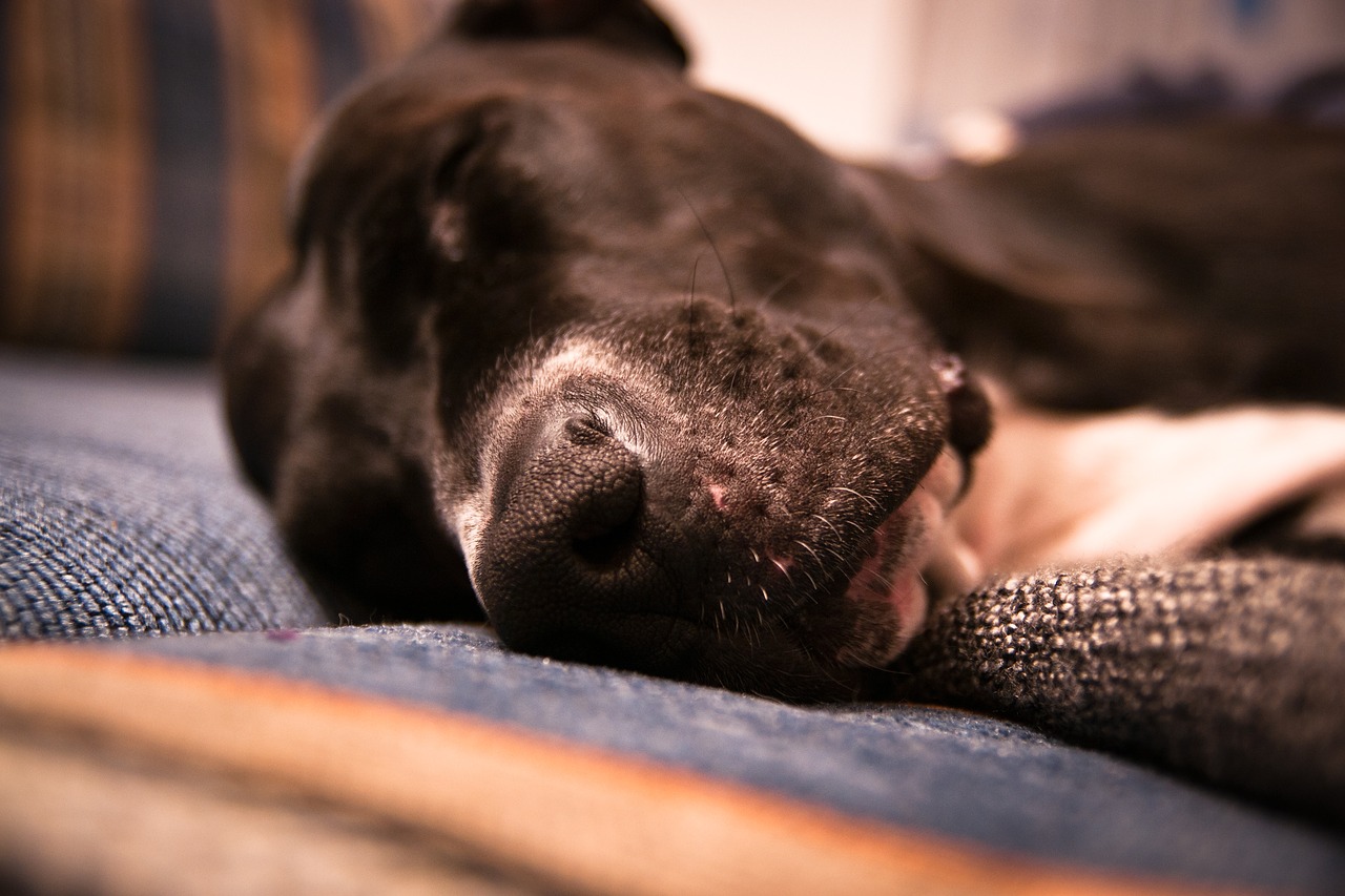 What Makes Extra Large Dog Beds Great?