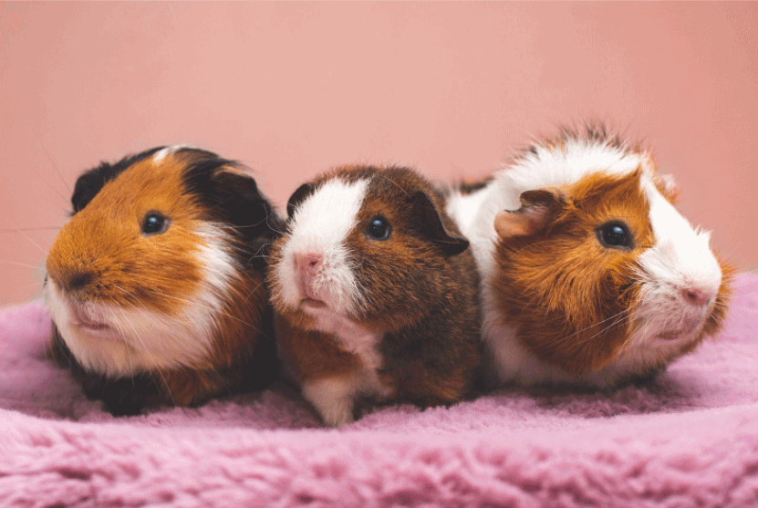 Are guinea pigs suitable as pets?