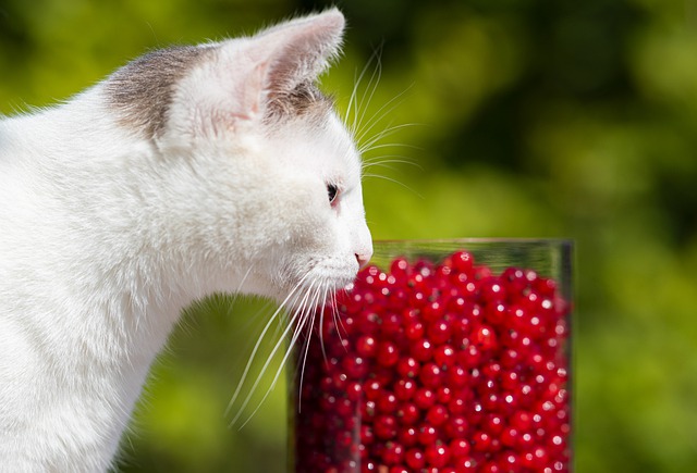 6 Top Tips for Keeping Your Cat Healthy and Happy