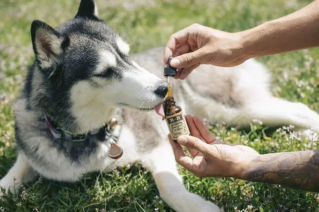 Does CBD work for pets?