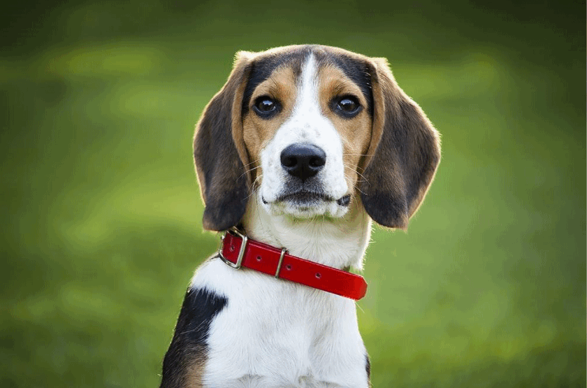 How Much Do I Feed My Beagle Puppy