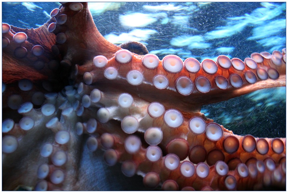 Amazing Facts About Cephalopods That Might Interest You