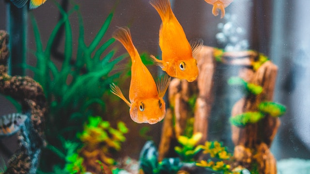 Top Tips On How To Take Care Of Your Pet Fish