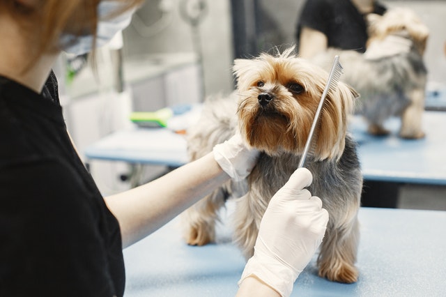 Is Getting Your Dog Professionally Groomed A Must?