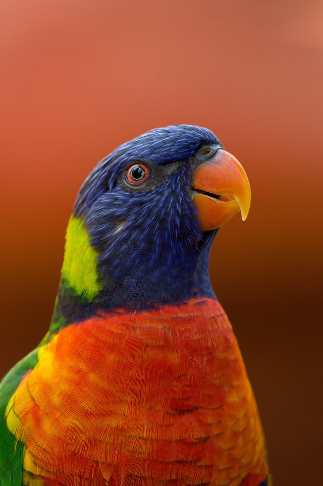 Can Parrots Get Mental Health Issues? Here’s What You Need To Know