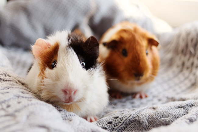 8 Rules To Keep Your Guinea Pig Healthy And Happy 