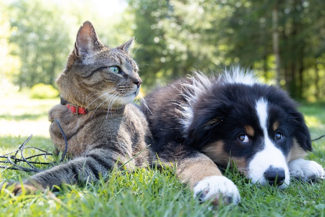 How to Introduce a Foster Cat to a Dog?